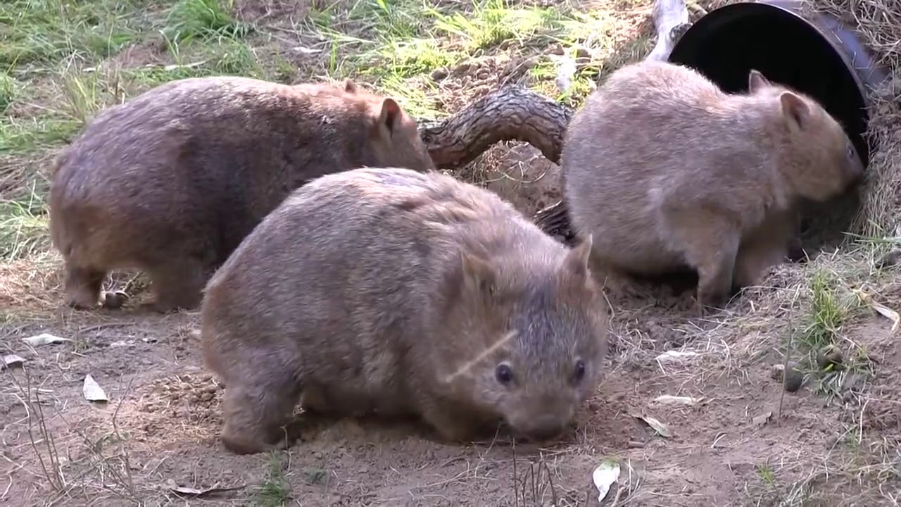 WIRES Video Wombat Release Mulgoa