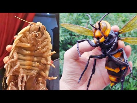 Video: Los insectos más grandes del mundo: foto