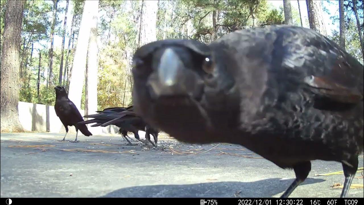 Crows enjoying Costco Bird Seed and skeptical of my Campark TC09 Trail