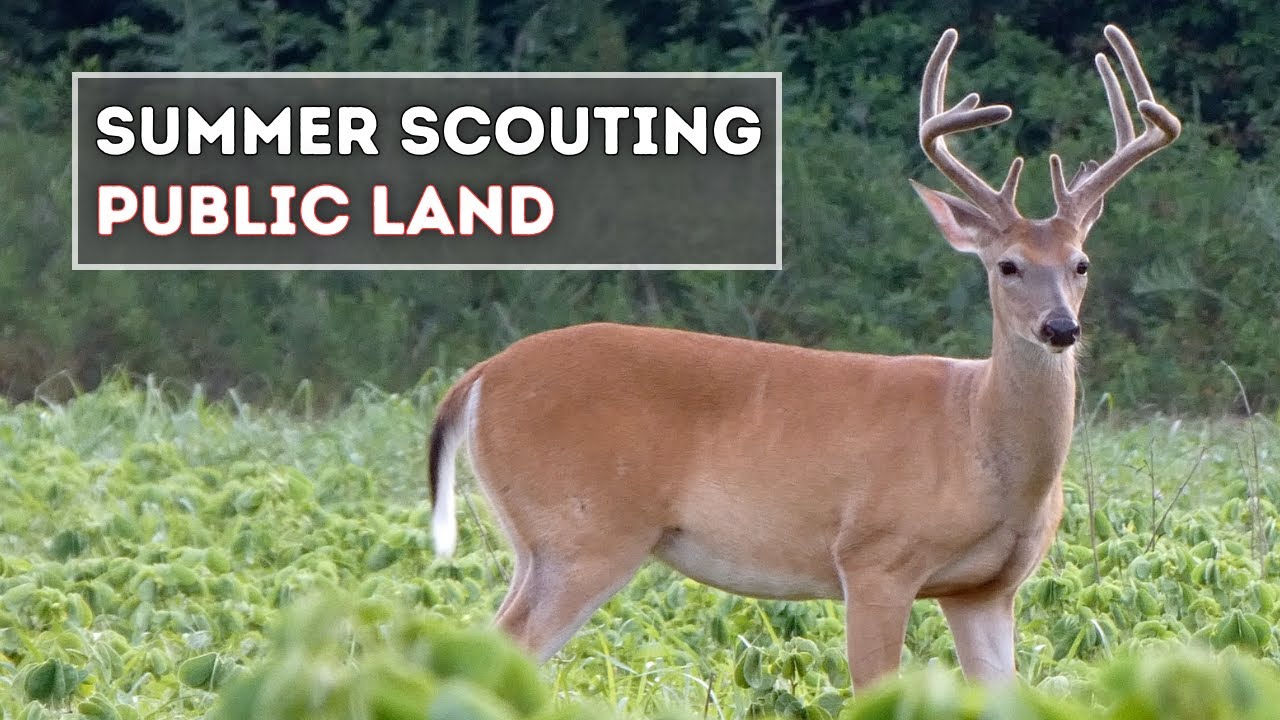 Summer Scouting PUBLIC LAND! - SHOOT or PASS these bucks? 👀 - YouTube