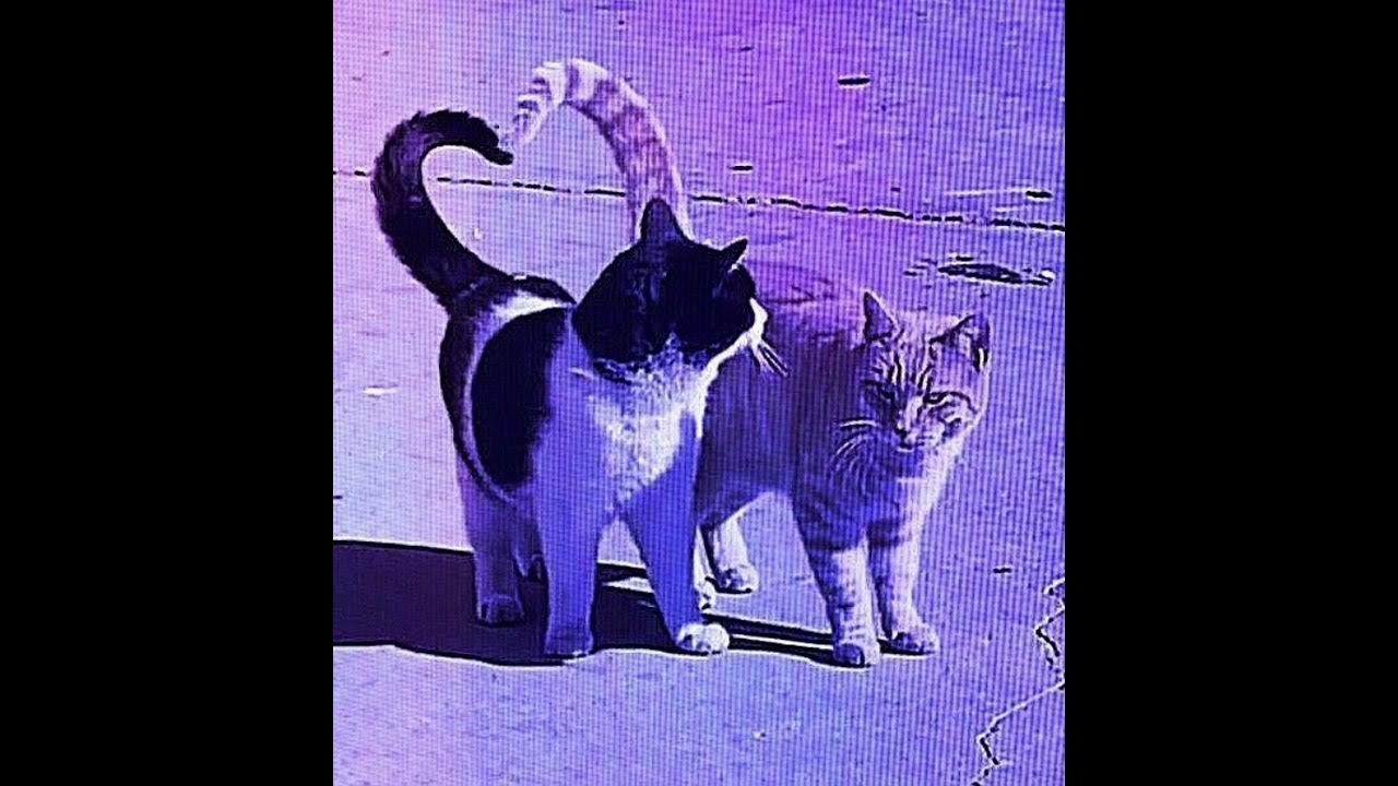 Cats speed song. музыка из жёлтого кота. Cats speed song. Cats speed song. ты похож на кота хочу.