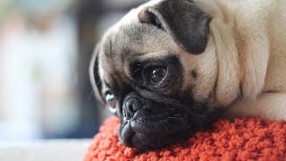The History of the Pug💥 From Ancient China to Global Popularity💚 by Pets Avenues 255 views 1 year ago 2 minutes, 48 seconds