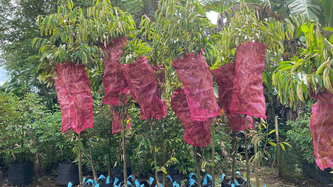 PERSIAPAN PENGIRIMAN FULL TRUK..HARGA MULAI 350ribuan