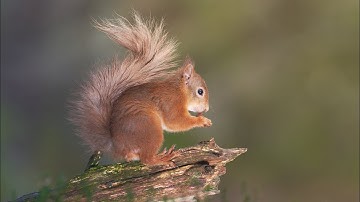 Tracking and Observing Red Squirrels