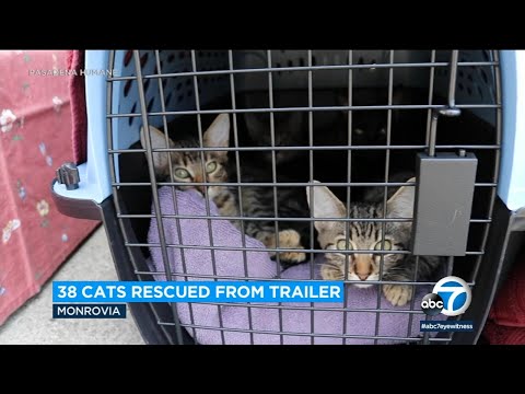 38 cats and kittens rescued from hoarder trailer in Monrovia, officials say