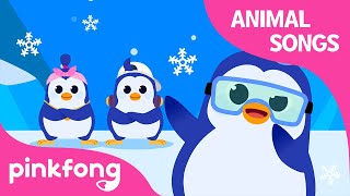 Penguin Beats | Animal Songs | Learn Animals | Pinkfong Animal Songs for Children