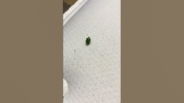 I found a green stink bug