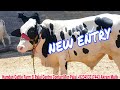 New Entry At Hamdan Cattle Farm &amp; Palai Centre|+923453317443|