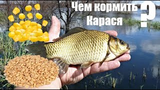 Лучшая прикормка для карася! Чем кормить в пруду? Выбираем насадку для рыбалки!