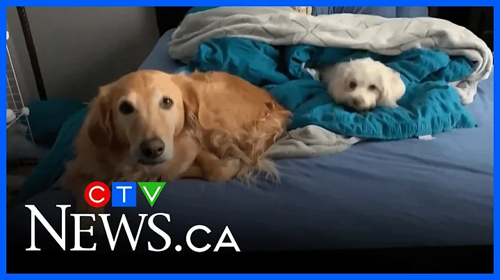 Northern Ont. shelter now welcomes pets of abuse survivors