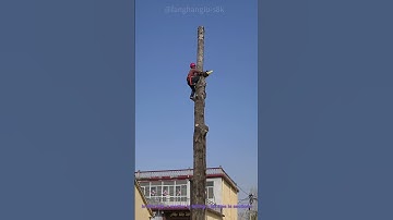 Segmented Tree Felling: Cutting Tall Trees In Sections Safely