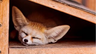 Cute and Funny Moments with 🥰 Fennec Fox Compilation : 10 Interesting Facts about Fennec Fox by Animal house - Channel of Amazing Animals Secret 2,001 views 10 months ago 4 minutes, 13 seconds