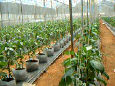 Thailand, RSTDC : 1.Hydroponic Bell Pepper - YouTube