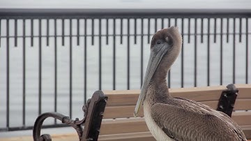 VIC 3001: Module 2 exercise