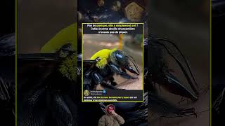 Cette abeille est en train de boire de la sueur humaine