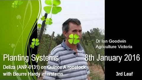 Various Pear planting systems at Tatura Jan 2016