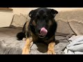 VLOG|Czy Pumbus jeszcze zmieści się w ten sweter?Co u zwierzątek, nowe obroże 🦮🐶