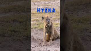 Learn to Spell H-Y-E-N-A 🦴 | Kids Learning | Animals