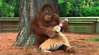 The Orangutan Fed The Baby Tiger But What The Mama Tiger Did Next Can Never Come To Anyone's Mind
