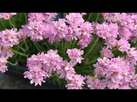 Video: Firewitch Dianthus Care: cultivo de flores Firewitch en el jardín