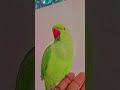 papa ko kaise bulate hai #parrot #talkingparot #funnyanimal #birds #nonstoptalkingparrot #funnybird