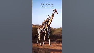 سورة النحل 03-09: القارئ/محمد جواد سوالمة