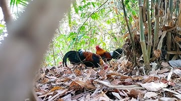 ต่อไก่ป่า ลูกผสมต่อเข้าดี เข้าไวมาก!!! cuab qaib qus tuaj zoo heev [ SevenDoY ]