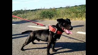 Art Of Patterdale Life - Bsl Estacado 11Mnth Instagram Fell Terrier Strong Fit Male Young Adult