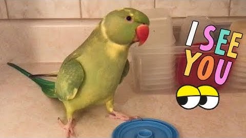 Cute talking parrot being sneaky