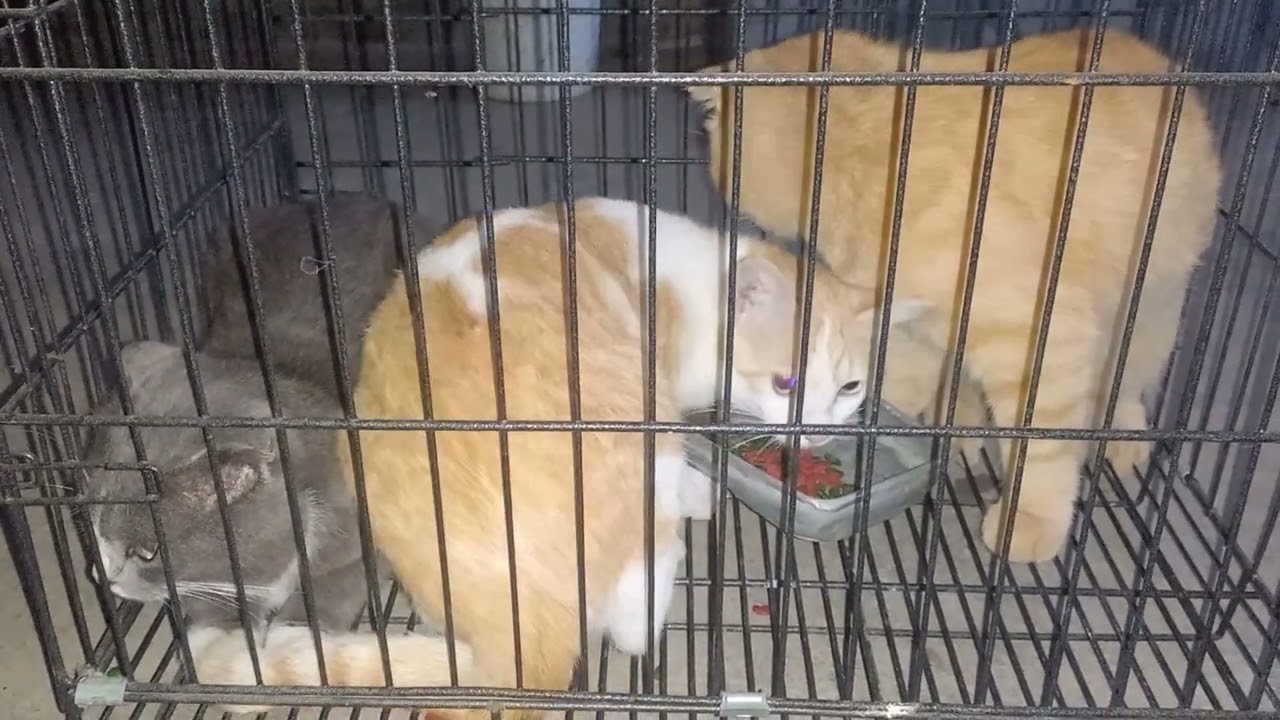 Têt sum vây family cats.