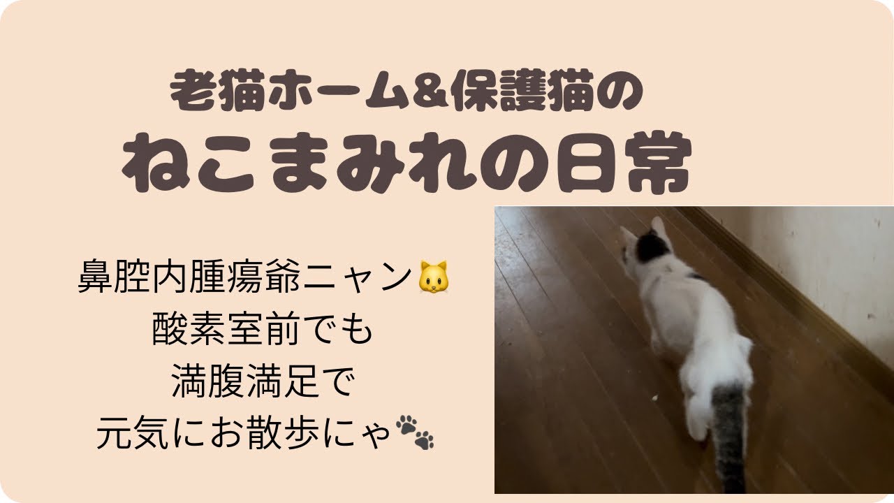 ねこ様 Grandpa cat with a nasal tumor 🐱 is full and satisfied even in