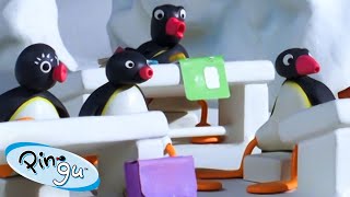 Pingu Goes Back To School 🐧 | Pingu - Official Channel | Cartoons For Kids