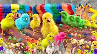 100 colorful hen chicks, cute chicks,chicken chicks,cute baby🐣🐥🐣