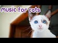 Cat Music Early Christmas Special, Get Your Feline in the Mood this Xmas