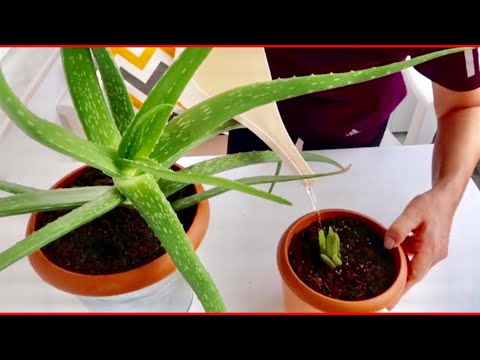 Video: Aloe Nasıl Ekilir