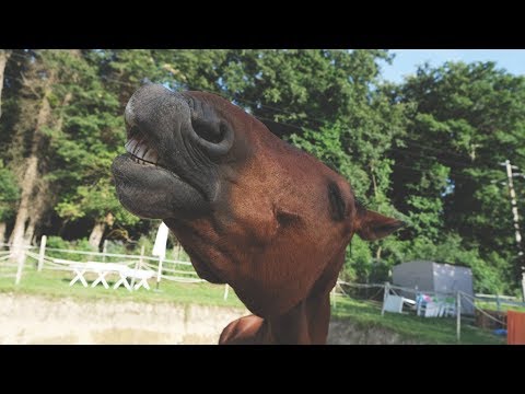 Video: Come Insegnare A Un Cavallo Ad Inchinarsi