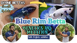 Genetika Cupang Blue Rim|Goreng hingga Dewasa|Berbagai Tahapan Mutasi Warna|Ikan Cupang Ilahi