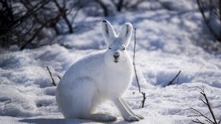 заяц беляк и гончие собаки заяц беляк и гончие собаки