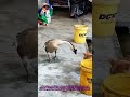Dog vs Goose Hilarious Backyard Rivalry and Anima