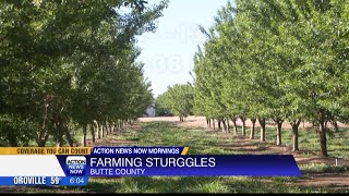 Butte County farming struggles
