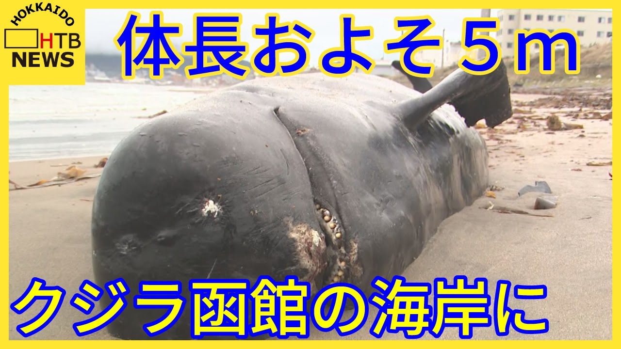 『クジラ乗り場はこちらです』 hq720.jpg?sqp=-