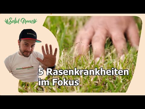 Video: Eine raffinierte Lösung für gelbe Flecken auf Ihrem Rasen
