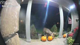 Deer Enjoying Pumpkin Snack by knight ni 175 views 2 years ago 1 minute, 6 seconds