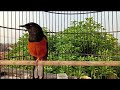 Khusus Untuk Murai Macet Bunyi Coba Pancing Pake Masteran Murai Ini Dijamin Ampuh Mp3 - Mp4 Download