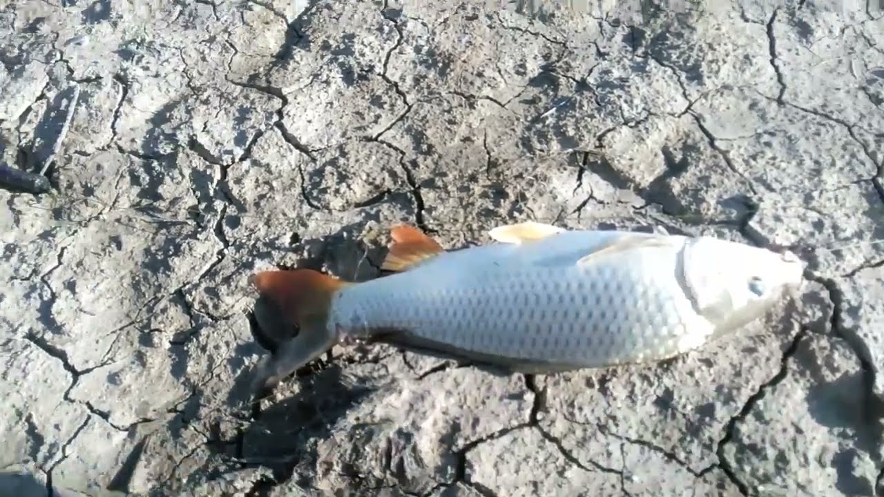 əyri çay su anbarı balıq ovu, 10 sentyabr