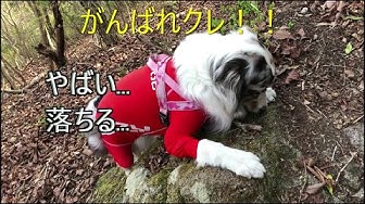 かっこいい犬 Youtube かっこいい犬 Youtube