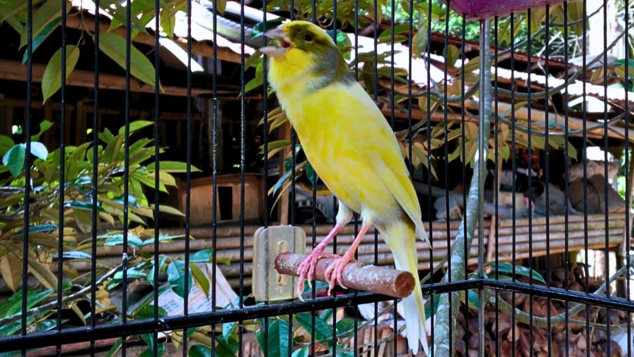 View of Canary Teacher to Train Your Canary - Belgian Canary Songs - YouTube