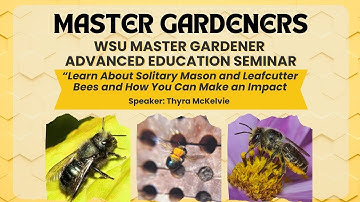 Learn All About Mason and Leafcutter Bees, Predators and Proper Care
