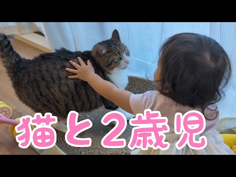 選定された行進 foil ボーダーレス 両面 犬猫 選定された行進 foil ボーダーレス 両面 犬猫 Amazon.co.jp: MTG