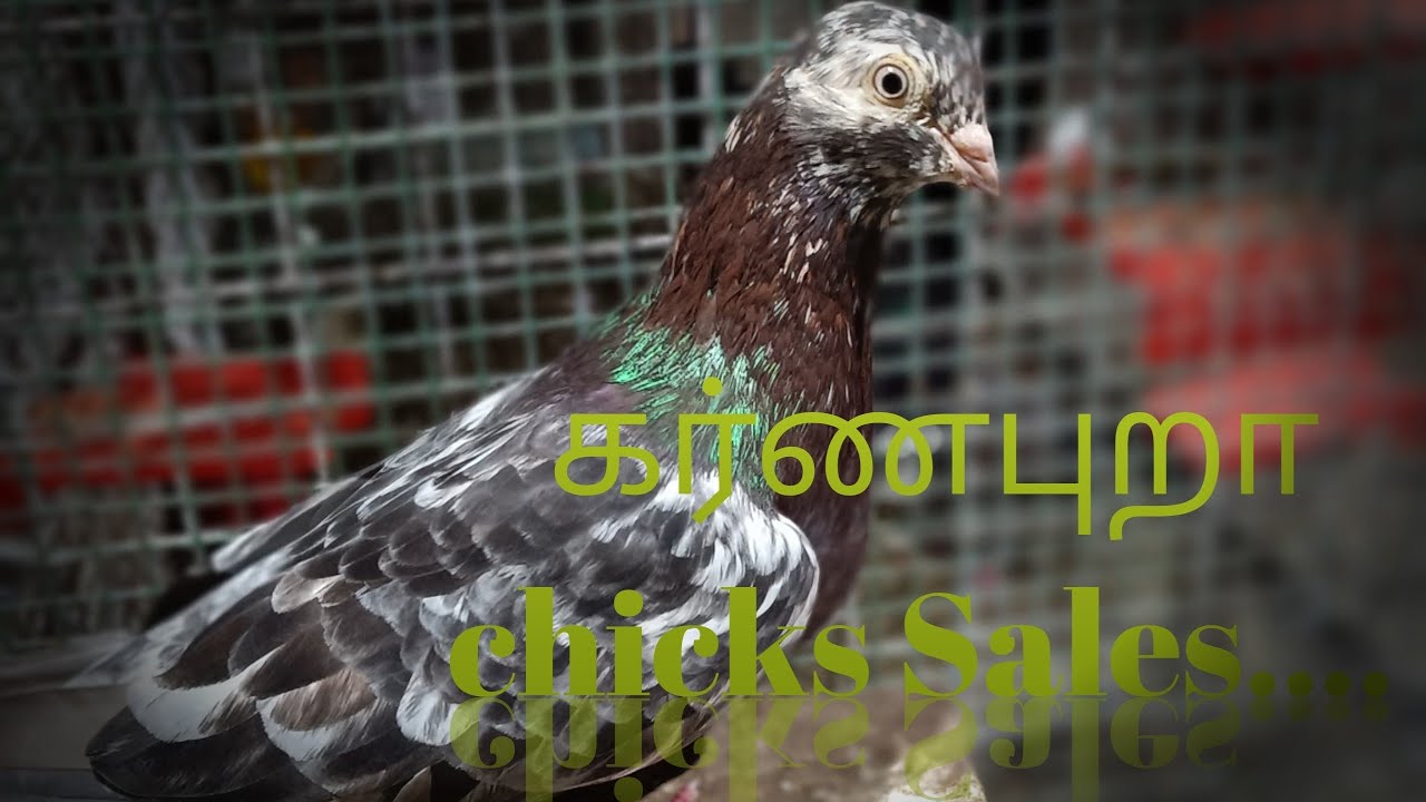 BEST quality கர்ணபுறா Chick's sales. 🕊️💞 mentioned with rate 👍🙂 frds. #diamondpet's#forever #